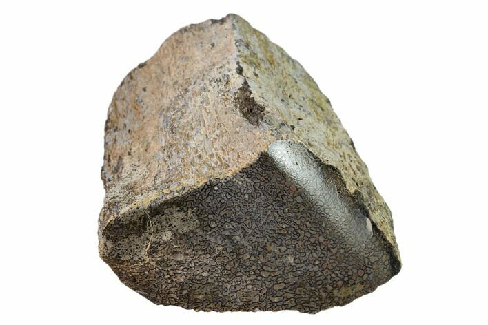 Polished Dinosaur Bone (Gembone) Section - Utah #151426